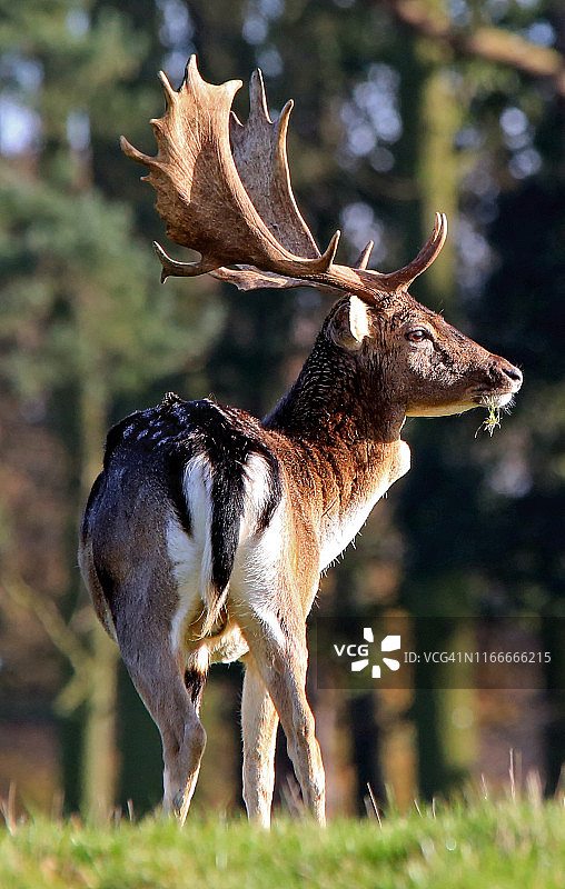 红鹿研究图片素材
