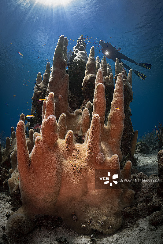 柱珊瑚与女性潜水员图片素材