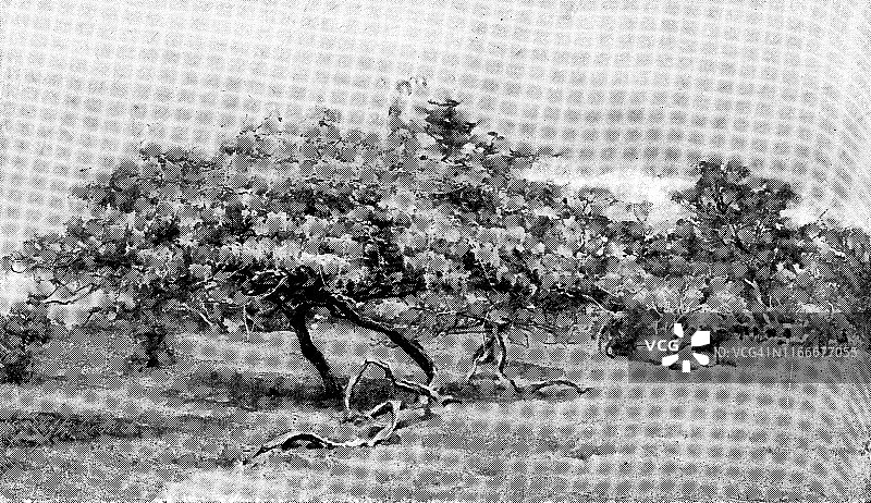 日本奈良公园的紫藤花，19世纪明治时代图片素材