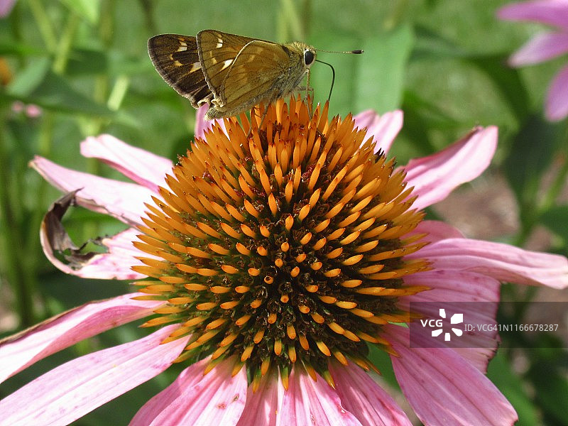 特写：红色松果菊上的彩色飞蛾图片素材