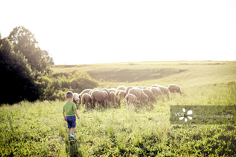 小男孩观看在茂盛山丘上吃草的羊群图片素材