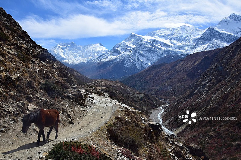 孤独的马，安娜普尔纳峰图片素材