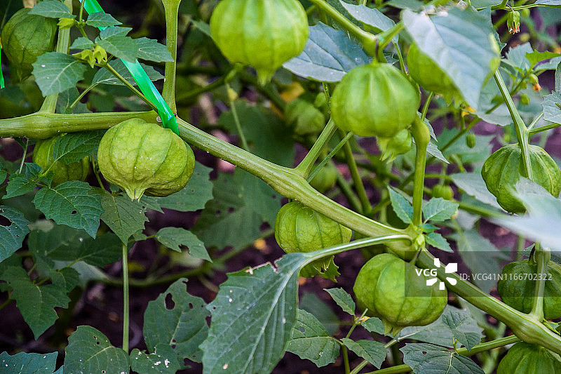 花园里成熟的浆果番茄图片素材