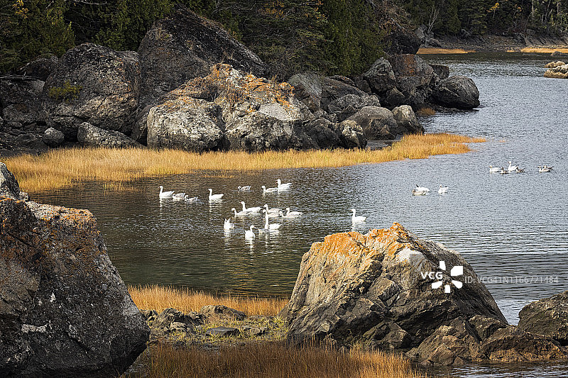 比克国家公园杜塞湾雪雁图片素材