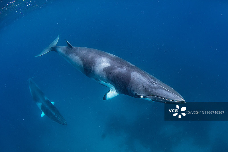 水下小须鲸图片素材
