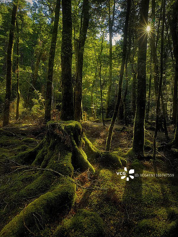 榉树方根森林图片素材