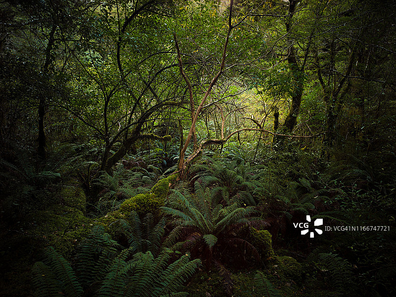 榉树雨林图片素材