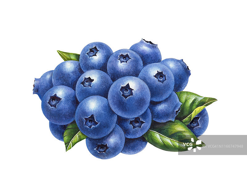 蓝莓簇图片素材