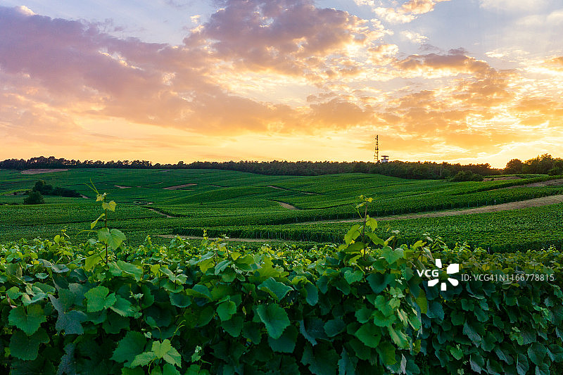 列葡萄藤葡萄在香槟葡萄园的蒙特尼德兰斯图片素材