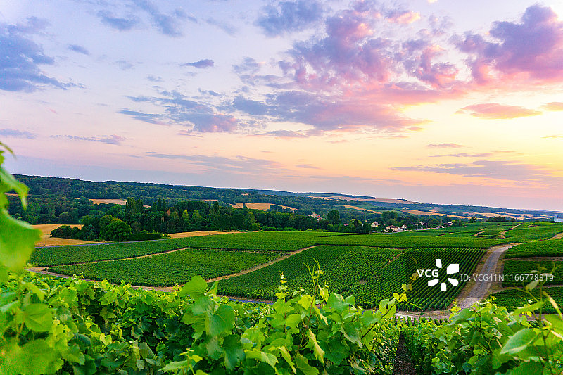 列葡萄藤葡萄在香槟葡萄园的蒙特尼德兰斯图片素材