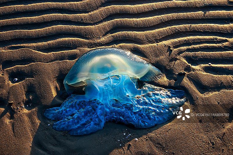 沙滩上的一只死水母图片素材