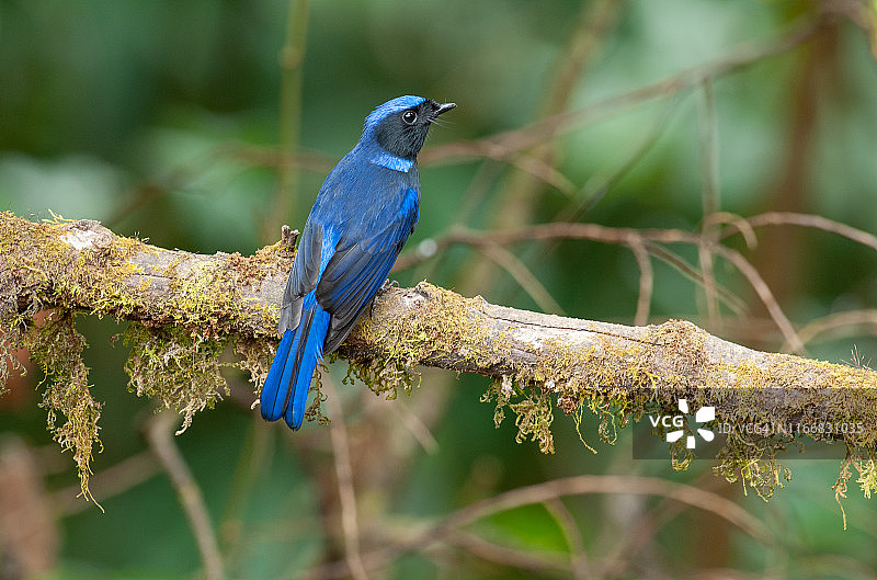 泰国的大型歌鸲图片素材
