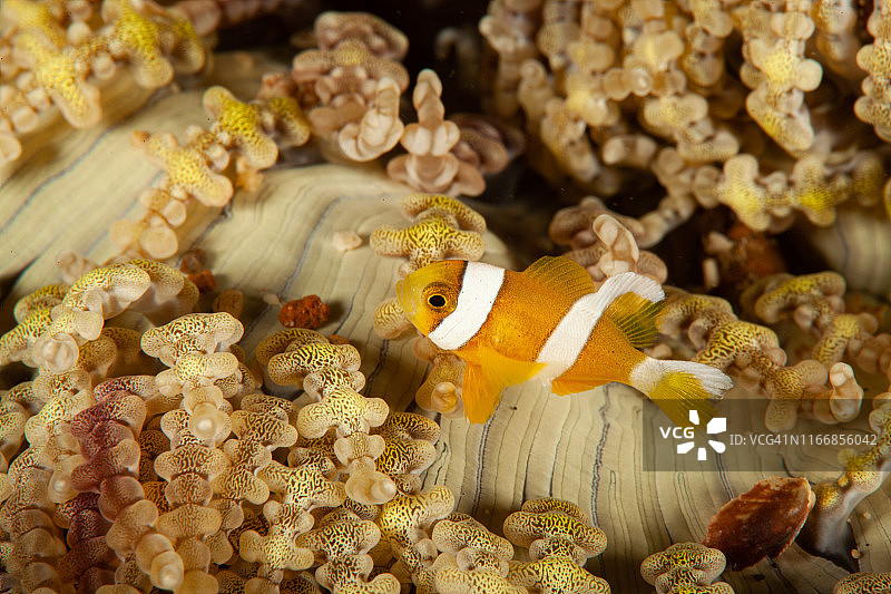 热带咸水珊瑚园中的小丑鱼、海葵鱼图片素材
