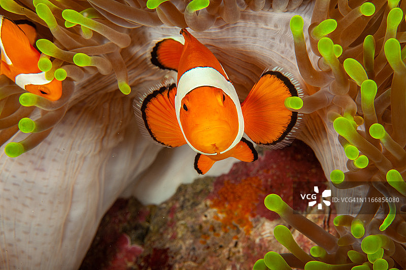 热带咸水珊瑚园中的小丑鱼、海葵鱼图片素材