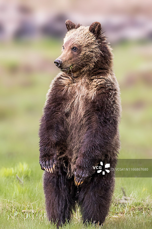 害羞的熊图片素材