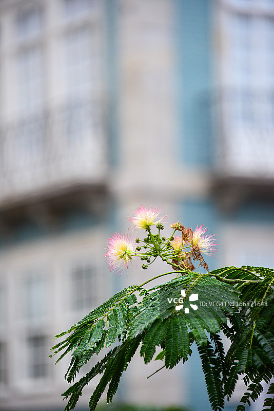 合欢树图片素材