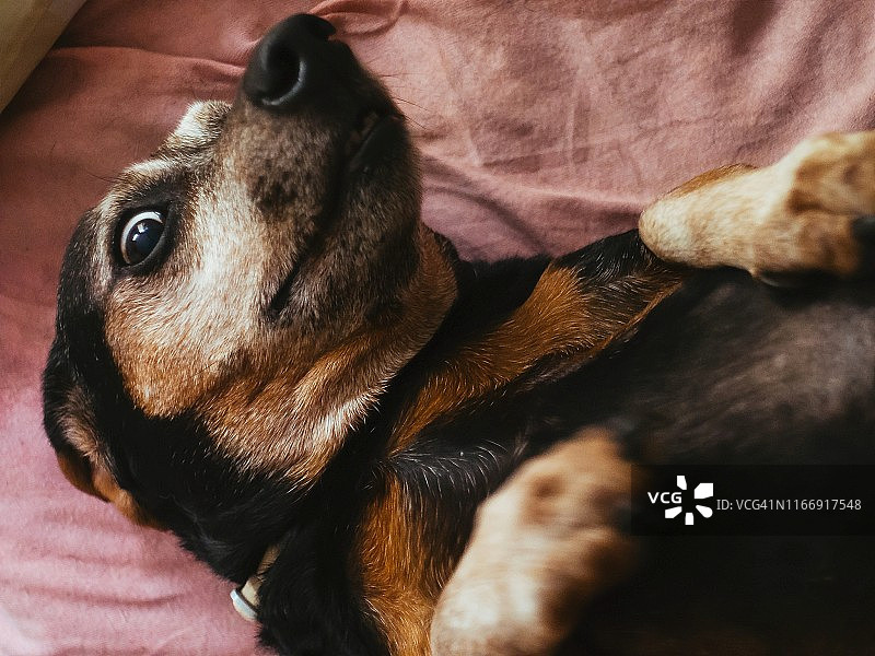 向下看的腊肠犬图片素材