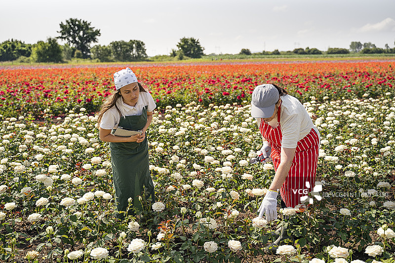 老年人在玫瑰田中与年轻人一起劳作图片素材