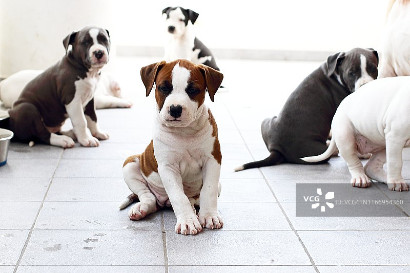 美国斯塔福梗犬图片素材