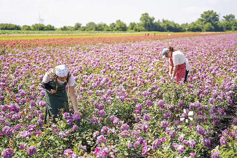 老年人在玫瑰田中与年轻人一起劳作图片素材