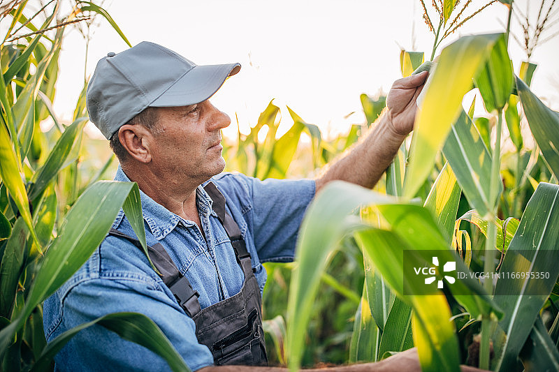 在玉米地里劳作的老年农民图片素材