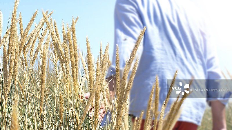 男子触摸海滩芒草的背影图片素材