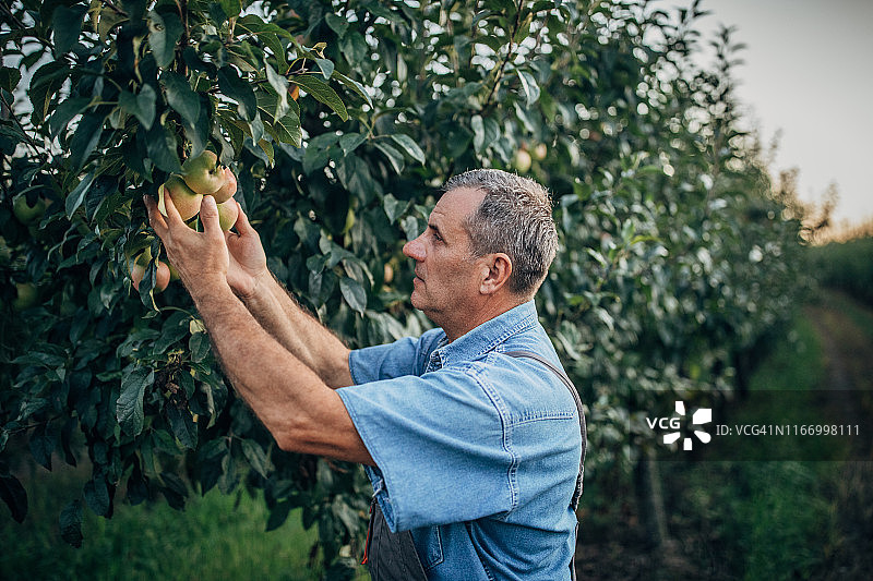 采摘多汁苹果的农民图片素材