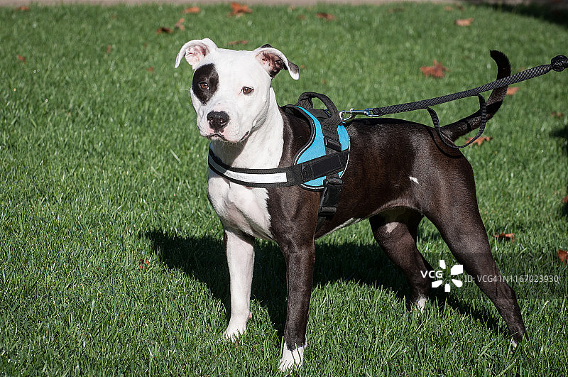 黑色眼罩斗牛犬黑白肖像照图片素材