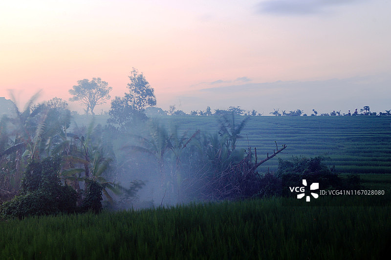 日落后稻田烟雾缭绕的景色图片素材