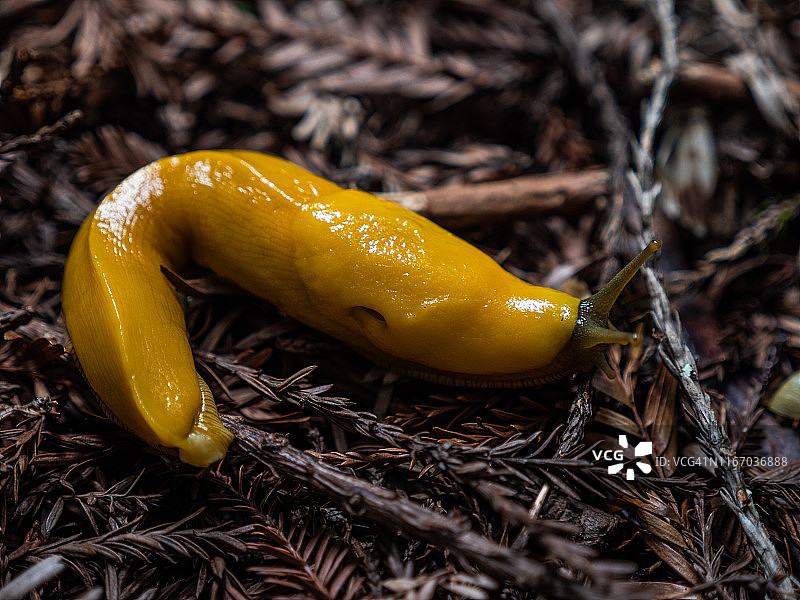 森林地面上的香蕉蛞蝓特写图片素材