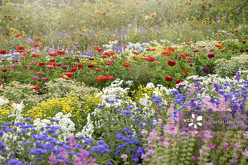 充满活力的英国乡村花园，沐浴在夏日阳光下图片素材