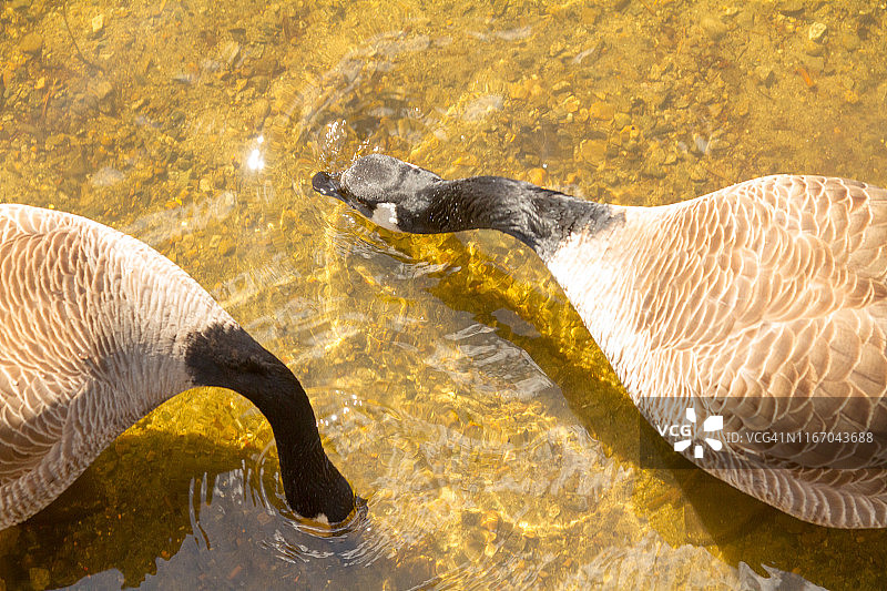 两只鹅在湖中饮水图片素材