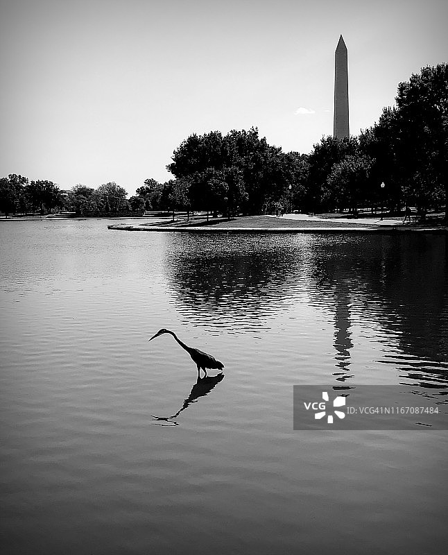 华盛顿特区的苍鹭图片素材