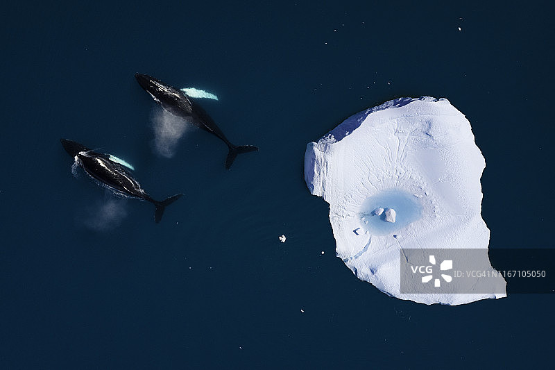 鲸鱼在冰山中游泳的航拍图图片素材