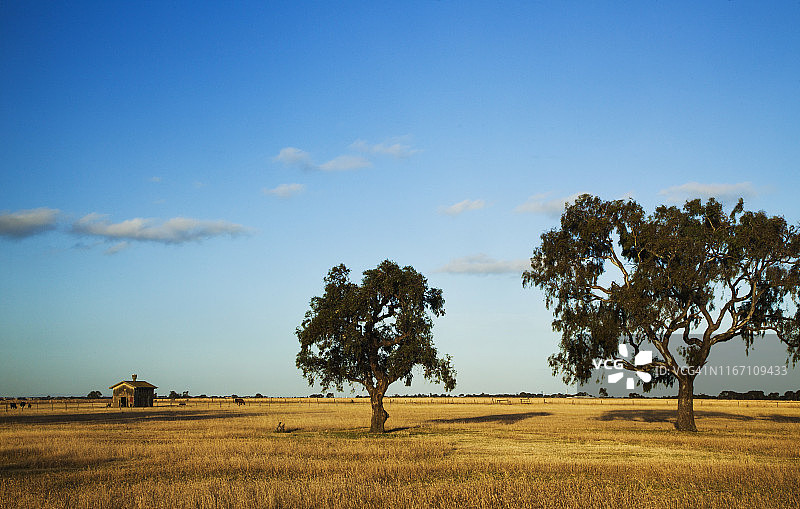 澳大利亚墨尔本金色夏季牧场上的小屋图片素材