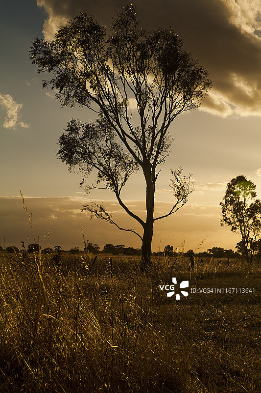 澳大利亚墨尔本韦里比附近的乡村景色日落，孤树矗立在金色的草丛中图片素材