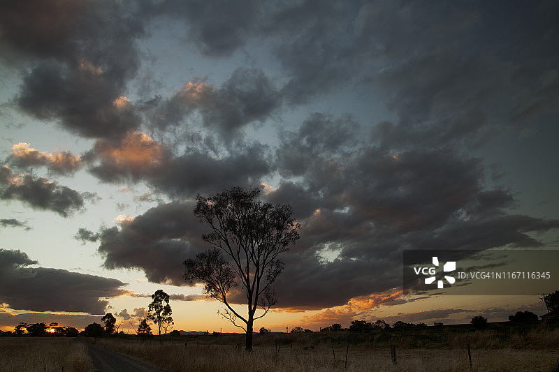 澳大利亚墨尔本Werribee日落时分的桉树剪影图片素材