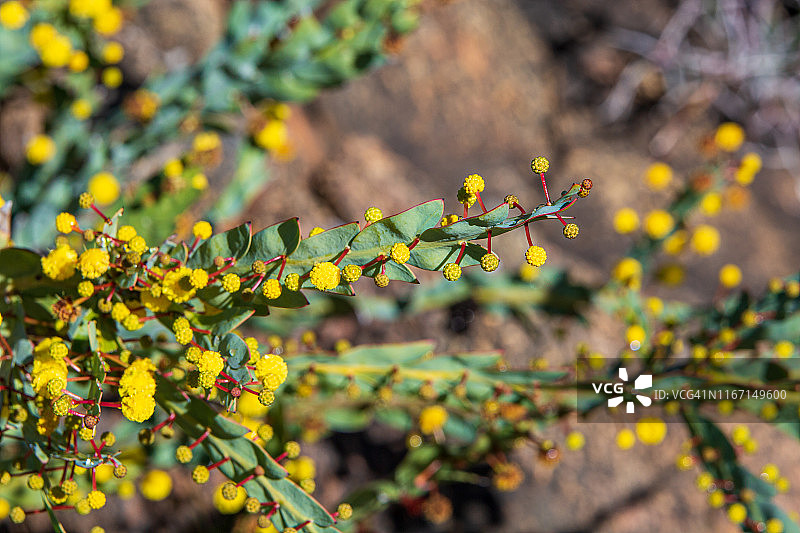 明黄色球形花朵 - Acacia pulchella图片素材