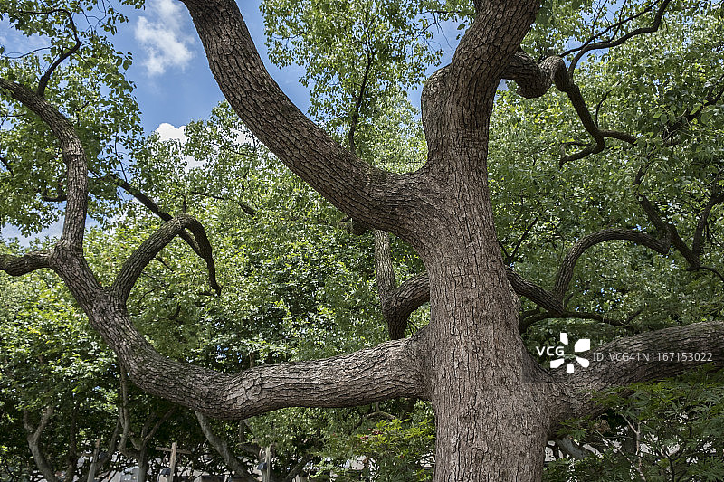 中国杭州西湖沿岸树木的伸展枝条图片素材