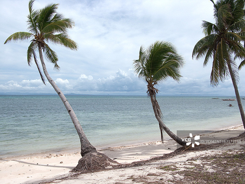 菲律宾马拉帕斯卡岛海滩倾斜棕榈树图片素材