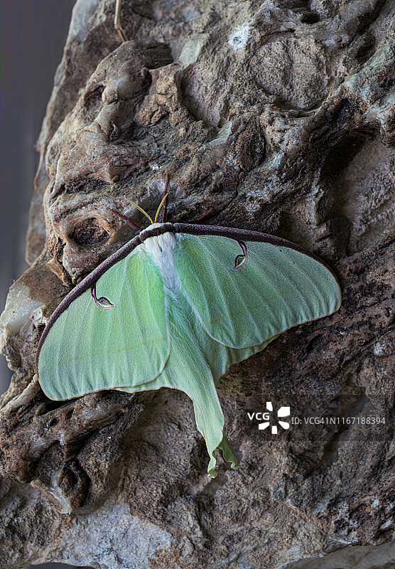 月亮蛾，Actias luna，翅膀展开在岩石上图片素材