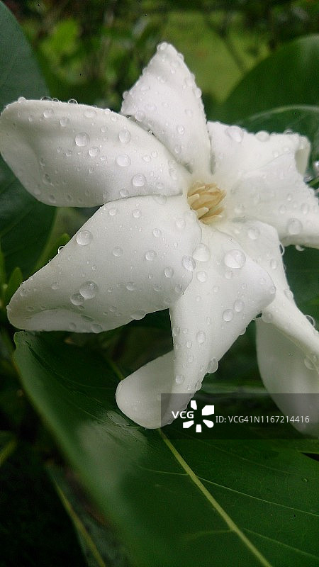 雨后的栀子花图片素材