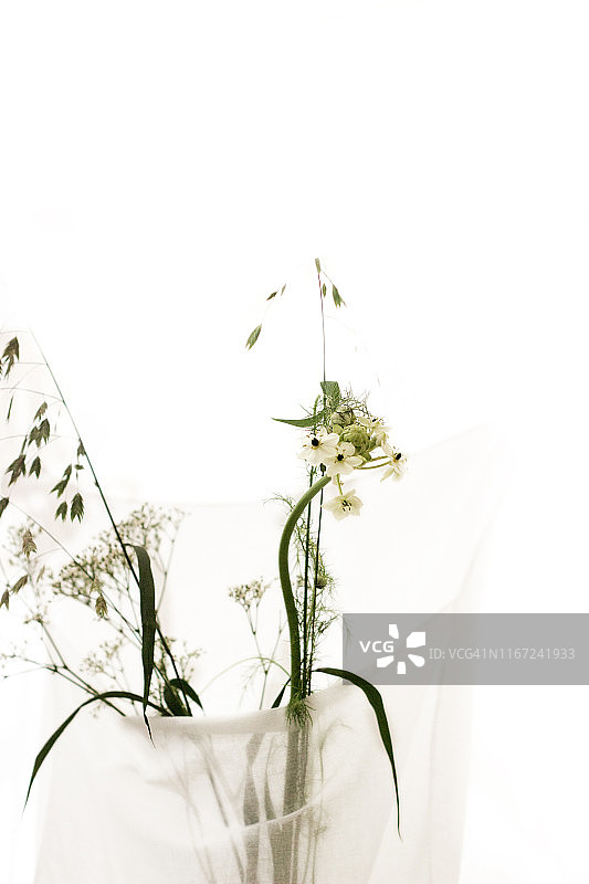 白色的花朵图片素材