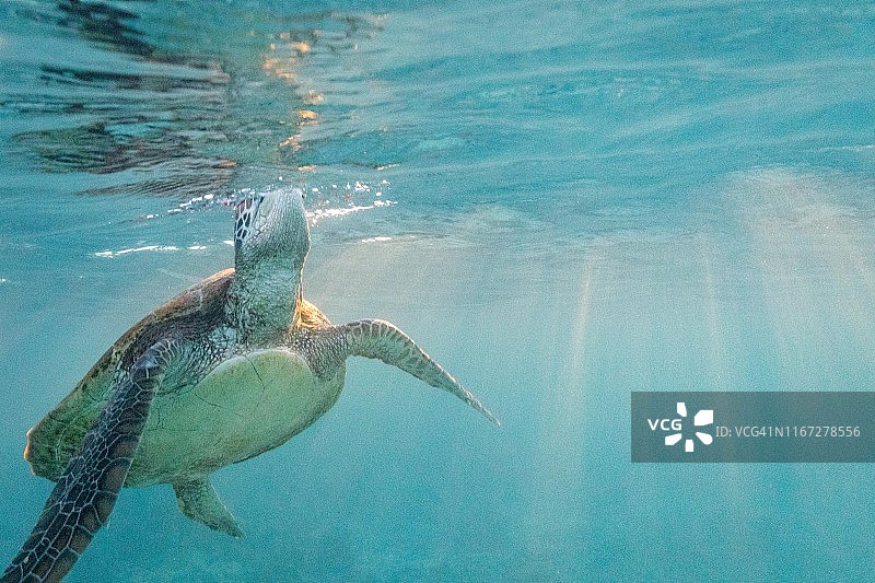 大堡礁乌龟图片素材