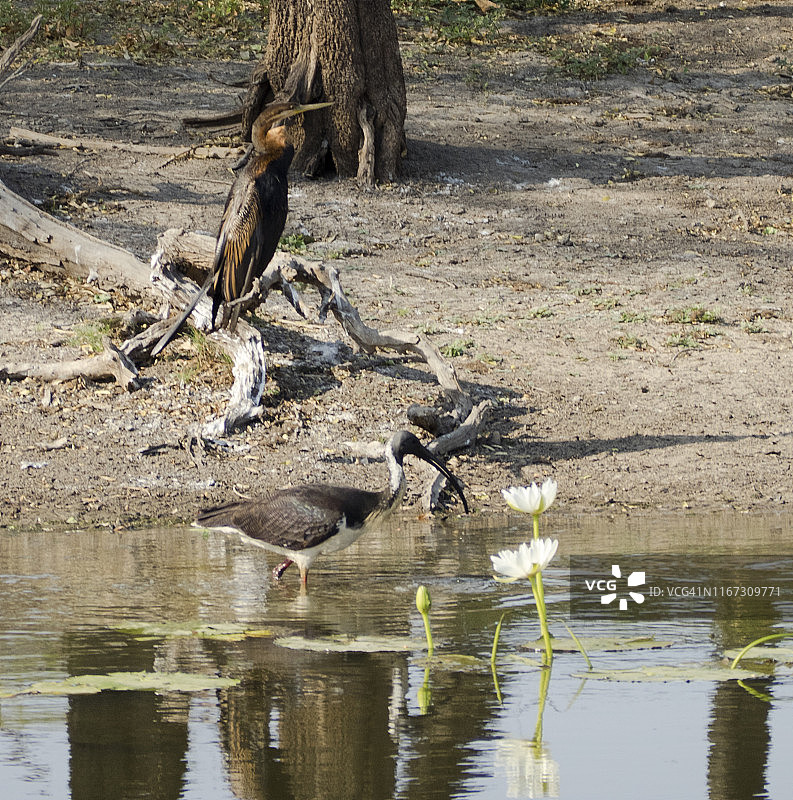 在西澳大利亚金伯利帕里泻湖的马尔古水潭，一只非洲蛇鹈栖息在原木上，一只未成熟的澳洲彩鹮图片素材