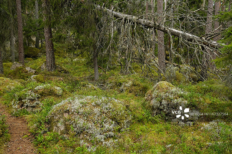 斯卡塔里德原始森林，多云夏日地面石头和苔藓的针叶林图片素材