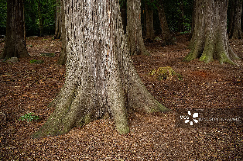 阴天夏日地面上的崖柏树干图片素材