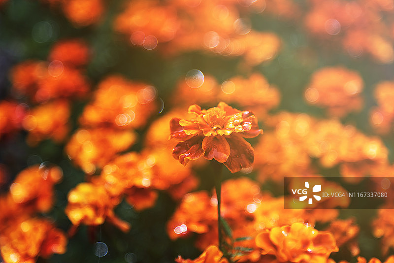 万寿菊图片素材