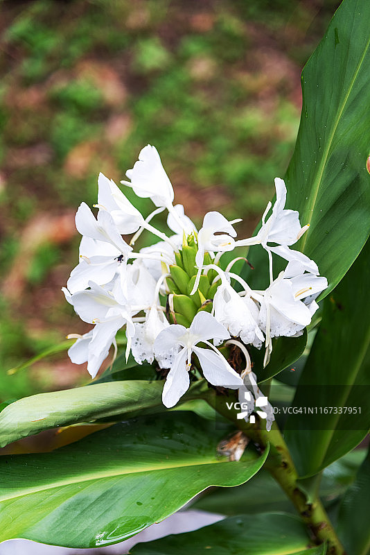 姜荷花图片素材
