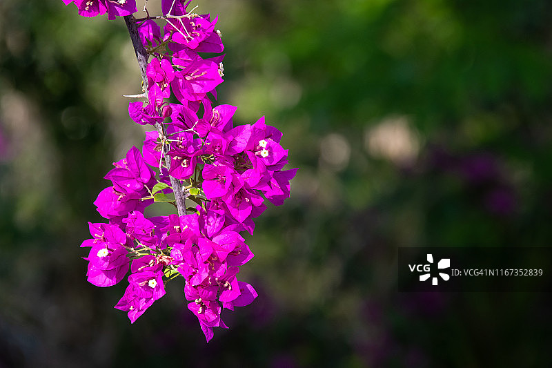 古巴维拉克拉拉圣克拉拉的三角梅图片素材